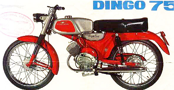 Dingo75_01.jpg